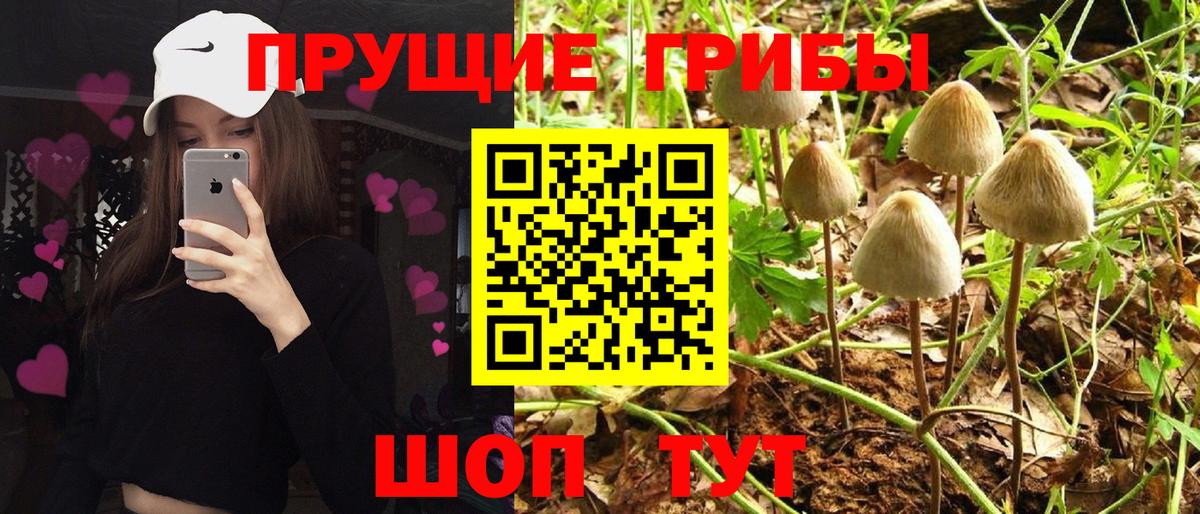 Галлюциногенные грибы ЛСД  Вход с VPN  цена   Вязники  Галлюциногенные грибы мухоморы 